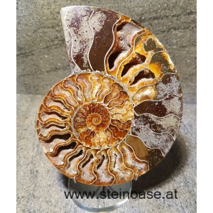 Ammonite Nr.4 - rechts